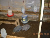 34 feeder position one.jpg 34 feeder position one.jpg
