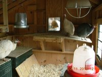 38 inside the coop looking out.jpg 38 inside the coop looking out.jpg