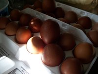 BCM eggs 002.JPG