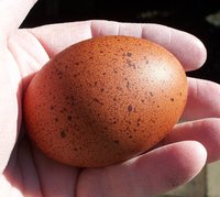 BCM eggs 011 (2).JPG