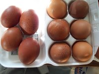 BCM eggs 007.JPG
