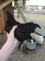 C5C64311-0096-4E75-9BDF-710196559B86.jpeg