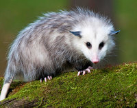 Opossum 3.jpg
