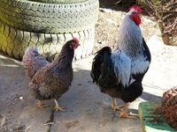 Barnies 002.JPG