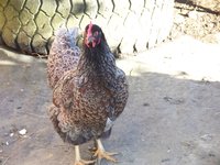 Barnies 003.JPG
