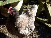 Barnies 004.JPG