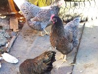 Barnies 010.JPG