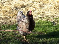 Barnies 013.JPG