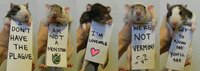 25 best Rat things images on Pinterest.jpg