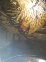 quail1.jpg