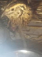 quail2.jpg