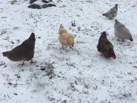 hens in snow 1.2018 a.jpg