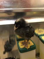 IMG_1147.jpeg