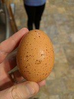 Spotted egg.jpg