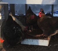 hens eating 1.2018.jpg
