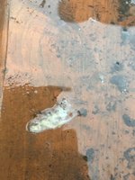 25282EF3-FC00-41B0-B9AC-7E9D337BD911.jpeg