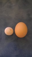 Fart Egg.jpg