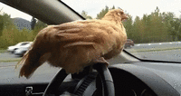 FARMER CONNIE BYC (26).gif