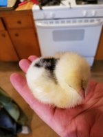 20180221_163431.jpg 20180221_163431.jpg