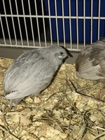087B339D-71E4-4426-8C26-F0D5FC363250.jpeg