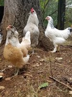 chicken1.jpg