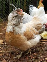 chicken2.jpg