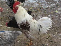 IMG_0912.JPG