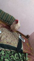 IMG_20180211_193531.jpg