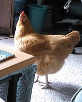 IMG_20180219_132342-1.jpg