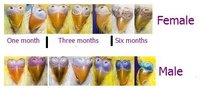A-budgies-sex-difference-with-color-differences-on-their-ceres.jpg