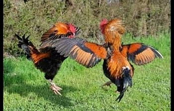 Rooster Fights | BackYard Chickens - Learn How to Raise Chickens Rooster Fights | BackYard Chickens - Learn How to Raise Chickens