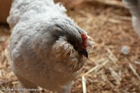 DSC_0070.JPG