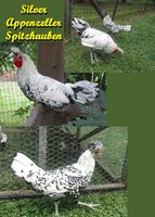 spitz8.jpg