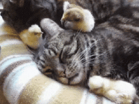Baby-chicken-and-cat.gif