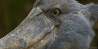 excuse_me_bird.gif
