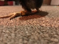 3AB36284-A4D7-45CE-8C1F-D74BA901F592.jpeg