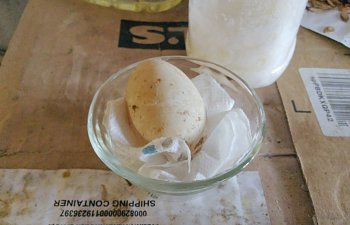 2016-12-21-egg.jpg