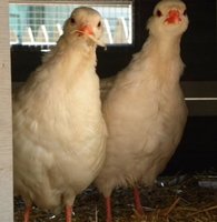 1 pr chukars with straw in it mouth.jpg 1 pr chukars with straw in it mouth.jpg