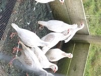 albino chukars photo 1.jpg albino chukars photo 1.jpg