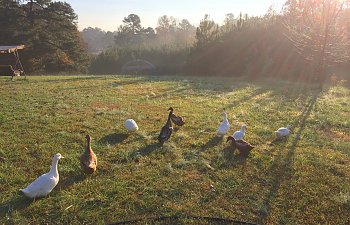 11.14 Duck.JPG