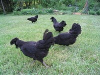 Crevecoeurs on the free range 150_5035.JPG