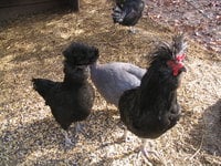 Crevecoeur young pair, guinea in background 143_4399.JPG