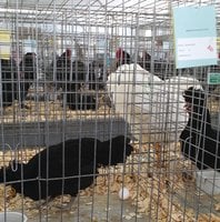 Crevecoeur Hen Best of Breed April 2016.jpg