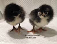 Screen Shot 2018-02-28 at 4.21.53 PM.png