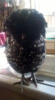 WP_20180223_10_07_45_Pro.jpg