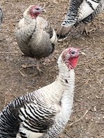 IMG_3538.JPG