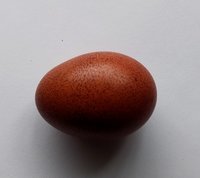 LunaEgg.jpg