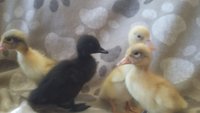 Ducks 4 beeper babies Mar '16.jpg