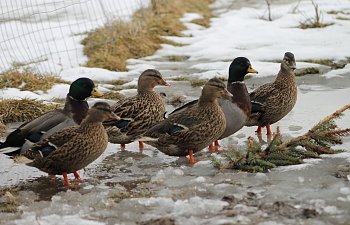 IMG_2671.JPG
