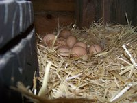 12 YoUNG CHICKS  3 03  2018   100_0640.jpg on march 3.jpg